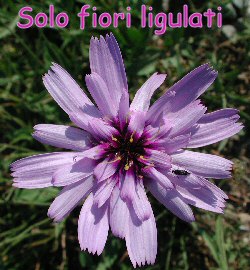 Catananche caerulea